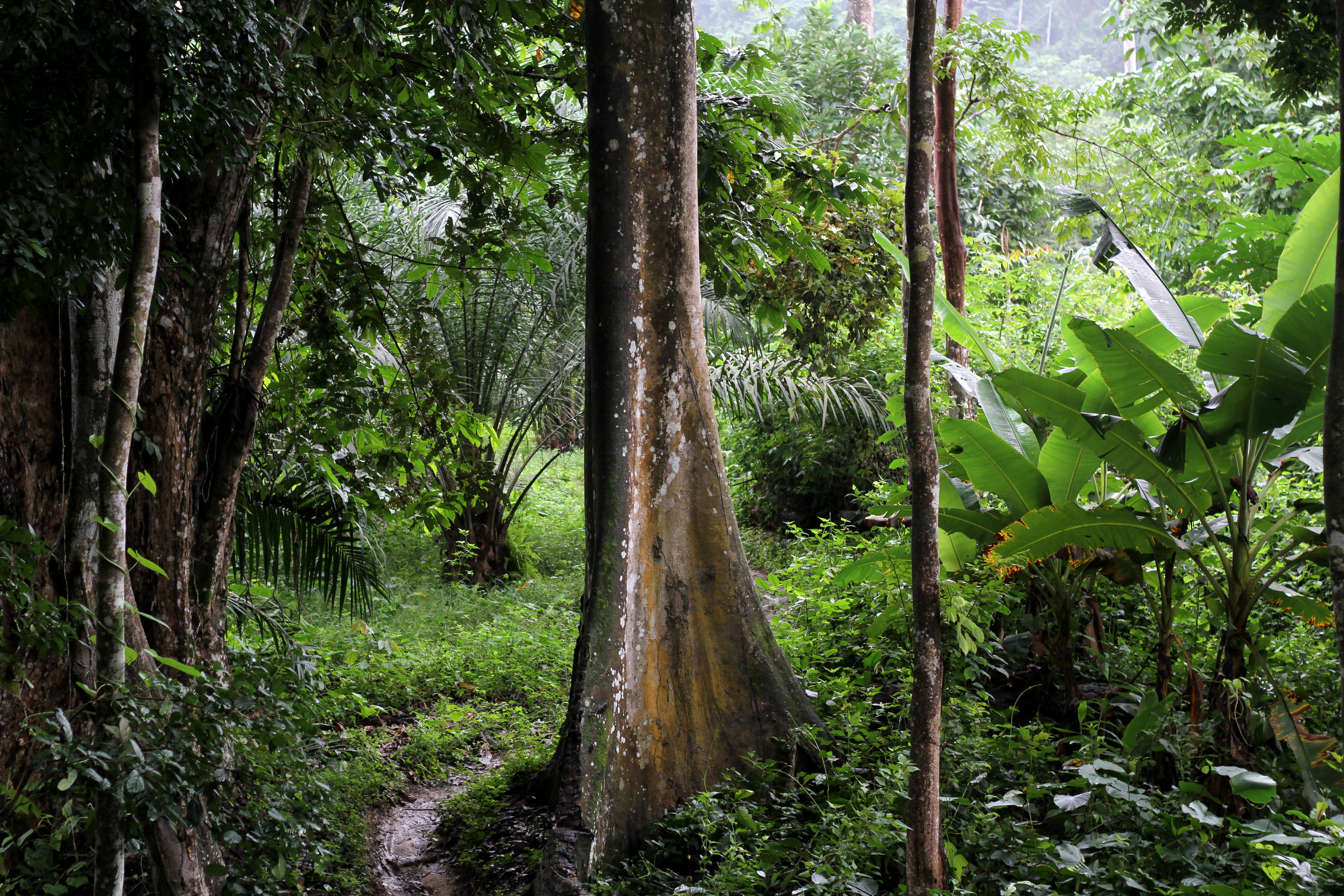 Transition écologique au Cameroun
